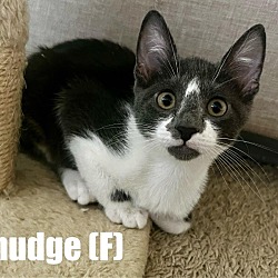 Thumbnail photo of Smudge Majestic #4