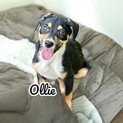 Thumbnail photo of Ollie #4