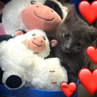 adopt a pet