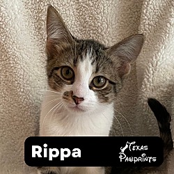 Photo of Rippa