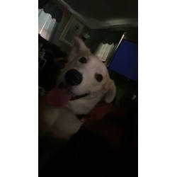 Thumbnail photo of Kenai Koda #4