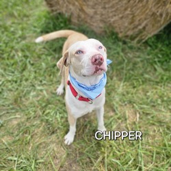 Thumbnail photo of Chipper #3