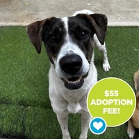 adopt a pet