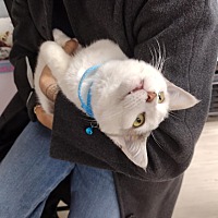 adopt a pet