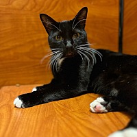 adopt a pet