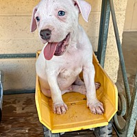 adopt a pet