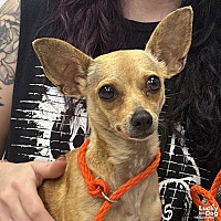 adopt a pet
