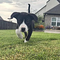 adopt a pet