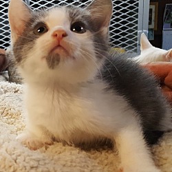 Thumbnail photo of Grey w White Ear Kitten #3
