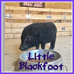 Photo of Little Blackfoot