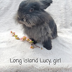 Photo of Long Island Lucy