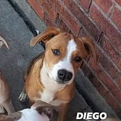Photo of Diego
