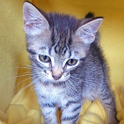 Thumbnail photo of Tourmalina's kitten Alexandrite #3