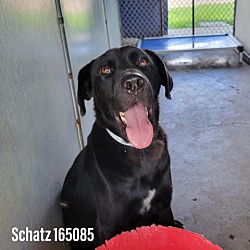 Photo of Schatz