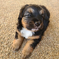 Thumbnail photo of Fluffy- Bernese Mtn mix puppy #3