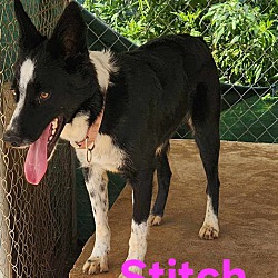 Thumbnail photo of Stitch #4