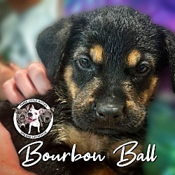 Photo of Bourbon Ball Cookie