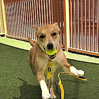 adopt a pet