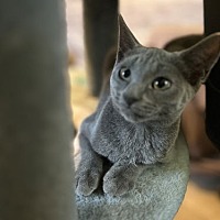 adopt a pet