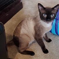 adopt a pet