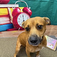 adopt a pet