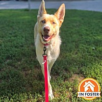 adopt a pet