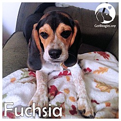 Thumbnail photo of Fuchsia #1