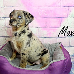 Thumbnail photo of Moxie~adopted! #3