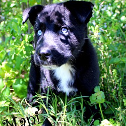 Thumbnail photo of Mani~adopted! #4