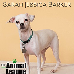Thumbnail photo of Sarah Jessica Barker #1