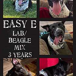 Photo of Easy E (TX adopt only)