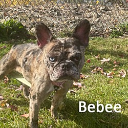 Photo of Bebee