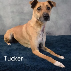 Photo of Tucker