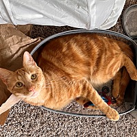 adopt a pet