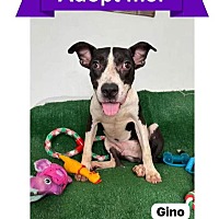 adopt a pet