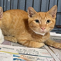 adopt a pet
