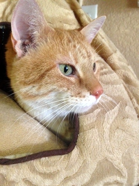 Las Vegas Nv Domestic Shorthair Meet Luna A Pet For Adoption