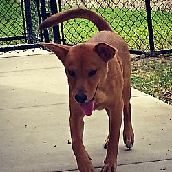 Thumbnail photo of Brooks (fostered in TX) #3