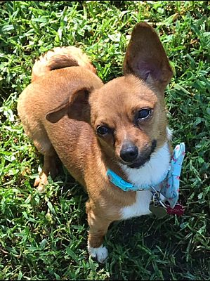 Pom chiweenie hot sale