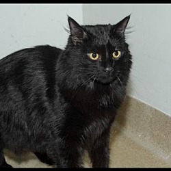 Jersey Shore Animal Center in Brick, New Jersey