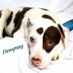 Thumbnail photo of Dempsey~adopted! #2