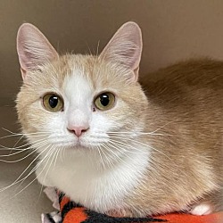 Available Pets At Maclean Cameron Animal Adoption Center In Great Falls Montana