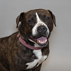 Photo of Whiskey