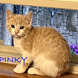 Photo of Pinky