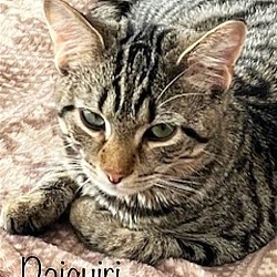 Photo of Daquiri  *kitten*