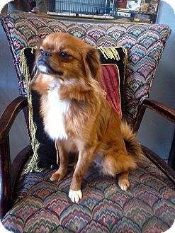 So Calif Ca Tibetan Spaniel Meet Jeffery A Pet For Adoption