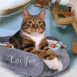 Photo of Lucifer