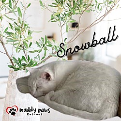 Photo of Snowball (Courtesy Post)