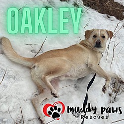 Thumbnail photo of Oakley #3