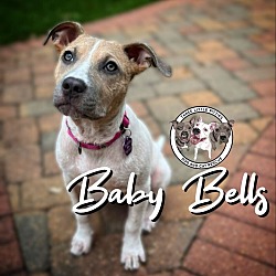 Thumbnail photo of Baby Bells #1